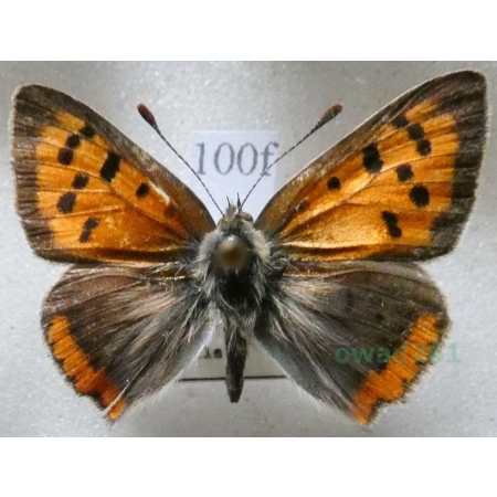 Lycaena phlaeas (Linnaeus, 1761) Czerwończyk żarek Czech100f